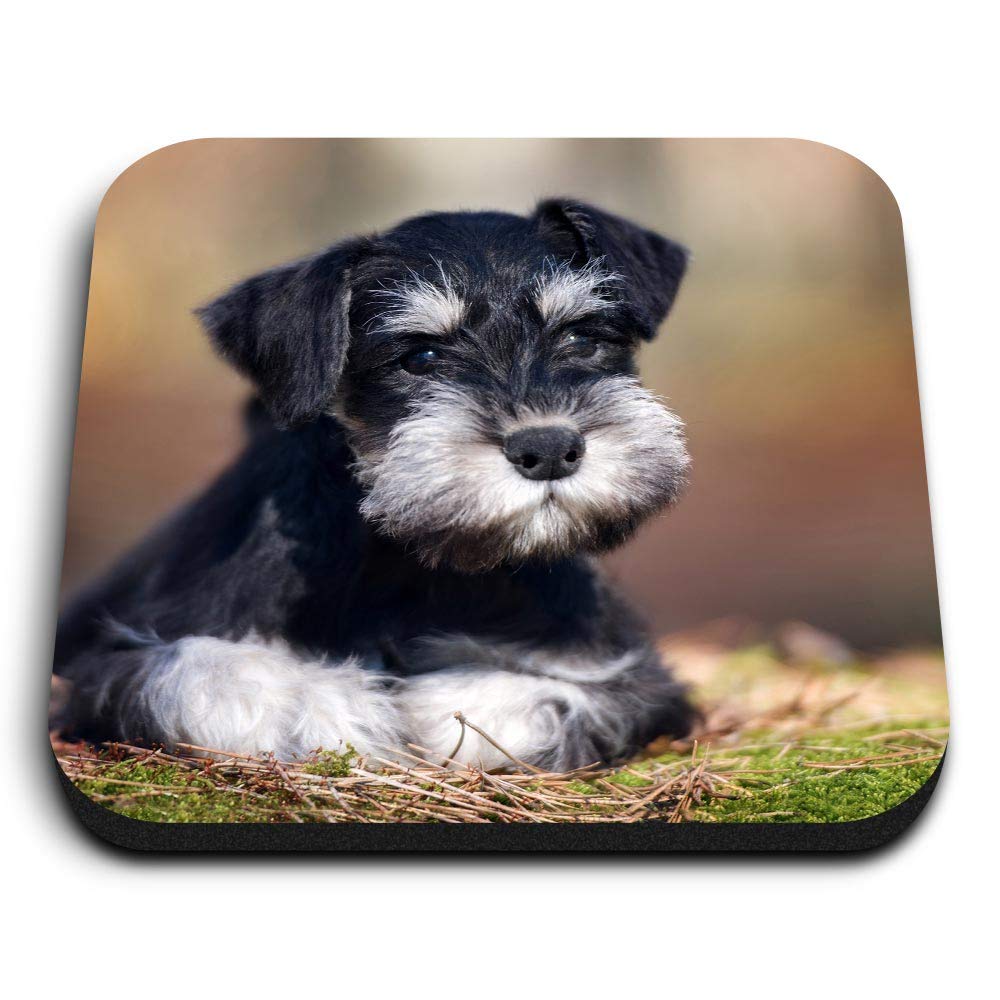 Destination Vinyl Ltd Multicolor 1 X Square Mdf Fridge Magnet - Miniature Schnauzer Dog Puppy 15550