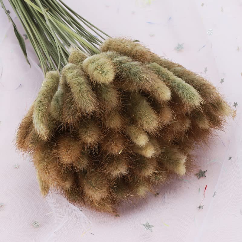 XHXSTORE Lot de 120 queues de lapin séchées bleues Lagurus Ovatus Bouquet d'herbe séchée pour maison, fête de mariage, table, arrangement floral sec (43,2 cm