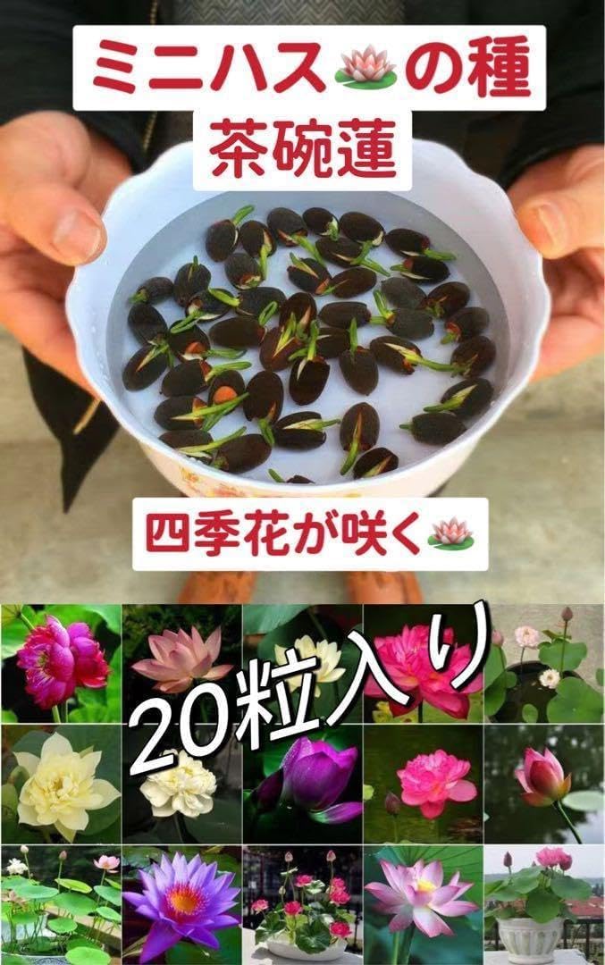 ミニハスの種 茶碗蓮 ハスの種 屋内外植付け可能 お得な値段設定 20粒入り