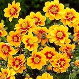 1x Bulbo dalia Plantas de exterior Plantas bulbos Planta natural Dalias bulbos Dalia enana Sunshine