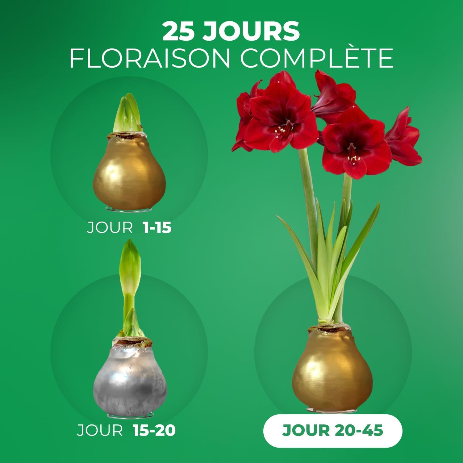 Amaryllis Bulbe Silver+Gold en cire - Bulbes à fleurs grand format 26/28