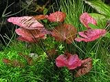 Garnelio - 3 x Tigerlotus - Nymphaea Lotus - Knolle - Aquariumpflanze