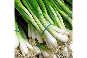 1000 Scallion Seeds, A.k.a Green Onion, Spring Onion