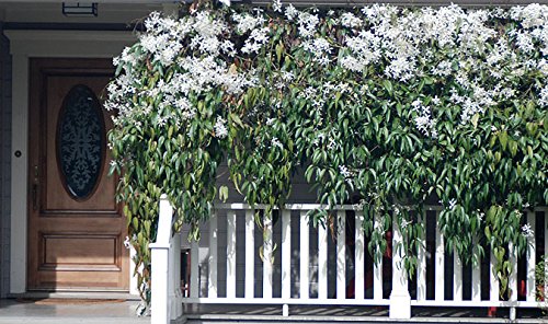 3 Piante Di Clematide Armandii Sempreverde - Rampicante Con Fiori Bianchi, Vaso 1,5L - Foto 13