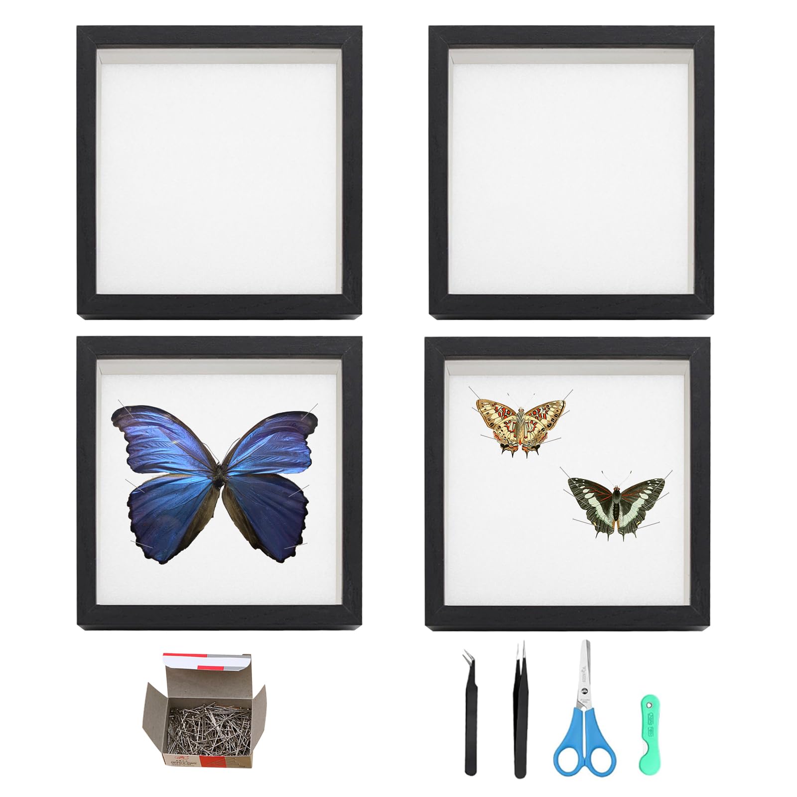 Lot de 4 Vitrine à Insectes Murale avec fenêtre Transparente 15,1x15,1 cm Collecte d'insectes avec plaques en Mousse pour Les Amateurs d'insectes