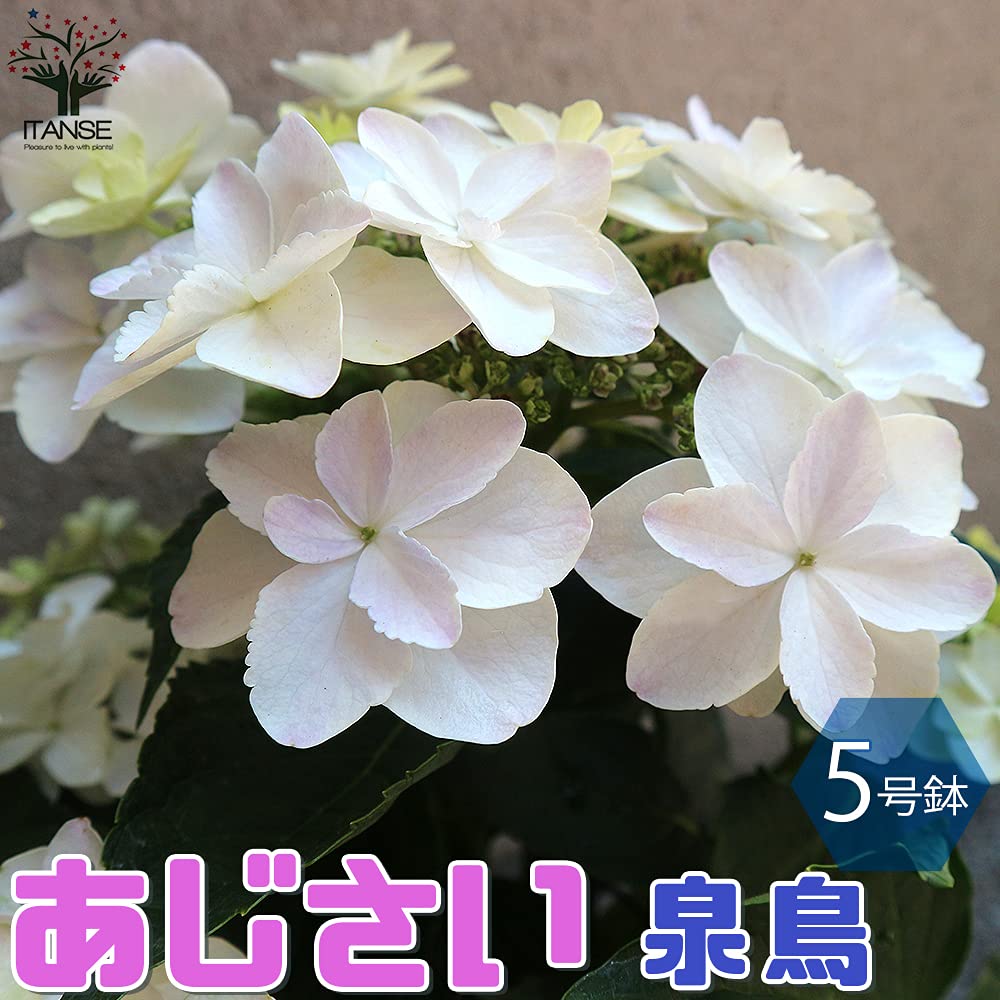 Amazon.co.jp: アジサイ