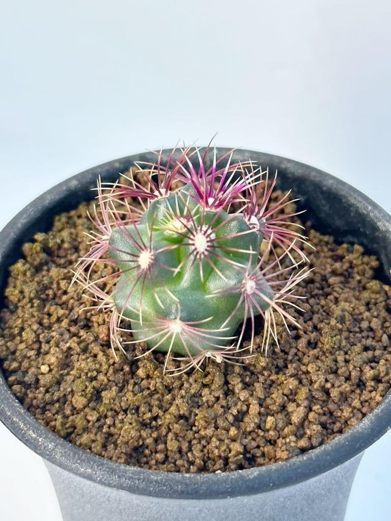 来年用に。。。支柱はずし□ボリューム満点 綺麗な クレマチスピクシー