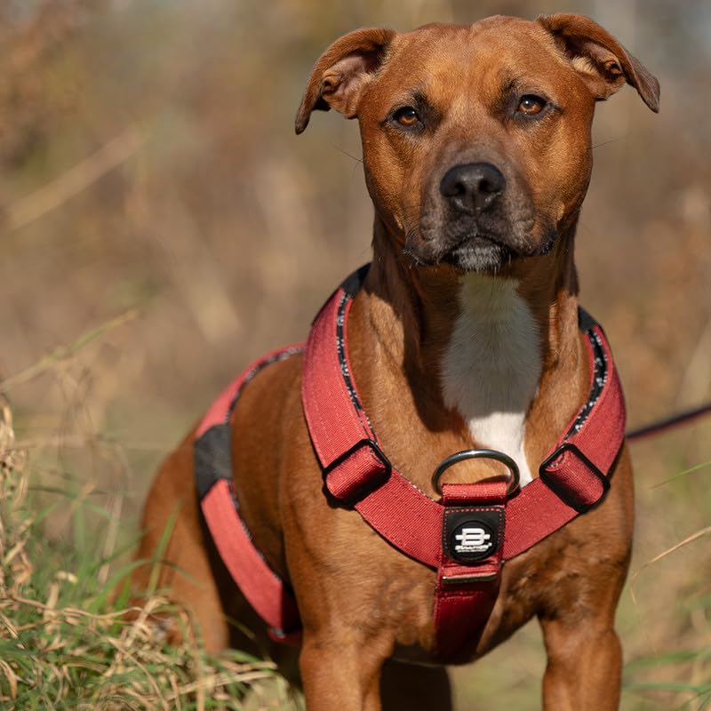 Bullyion Original Equipment Trinity Geschirr für stark ziehende Hunde mit Softcell-Polsterung, Lockforce-Schnallen, 3 Leinen-Befestigungspunkte, Hundetrainer Wahl, für alle Rassen, Orange Marmelade