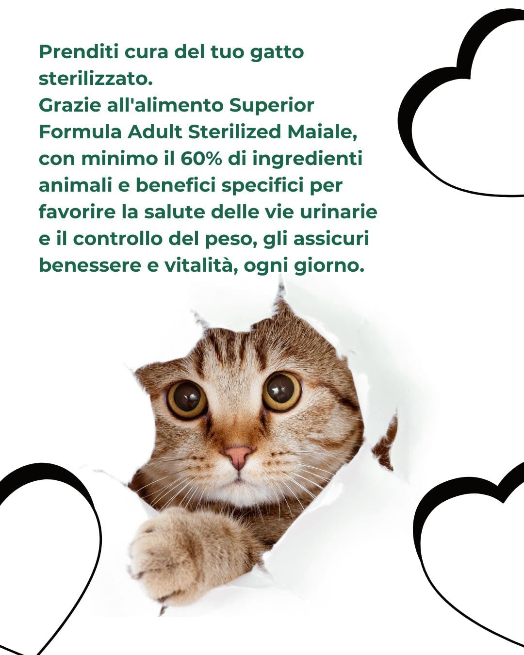 Oasy Gato adulto esterilizado cerdo 1,5 kg, alimento seco para gatos adultos de todas las tallas y razas, pienso de 1,5 kg