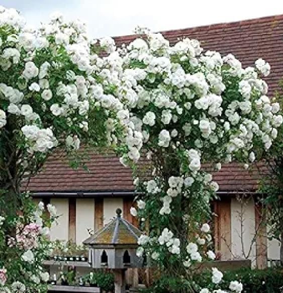 Rare Climbing White Rose Live Flower Plant (Climbing Rose Plant, White) With Black Pot