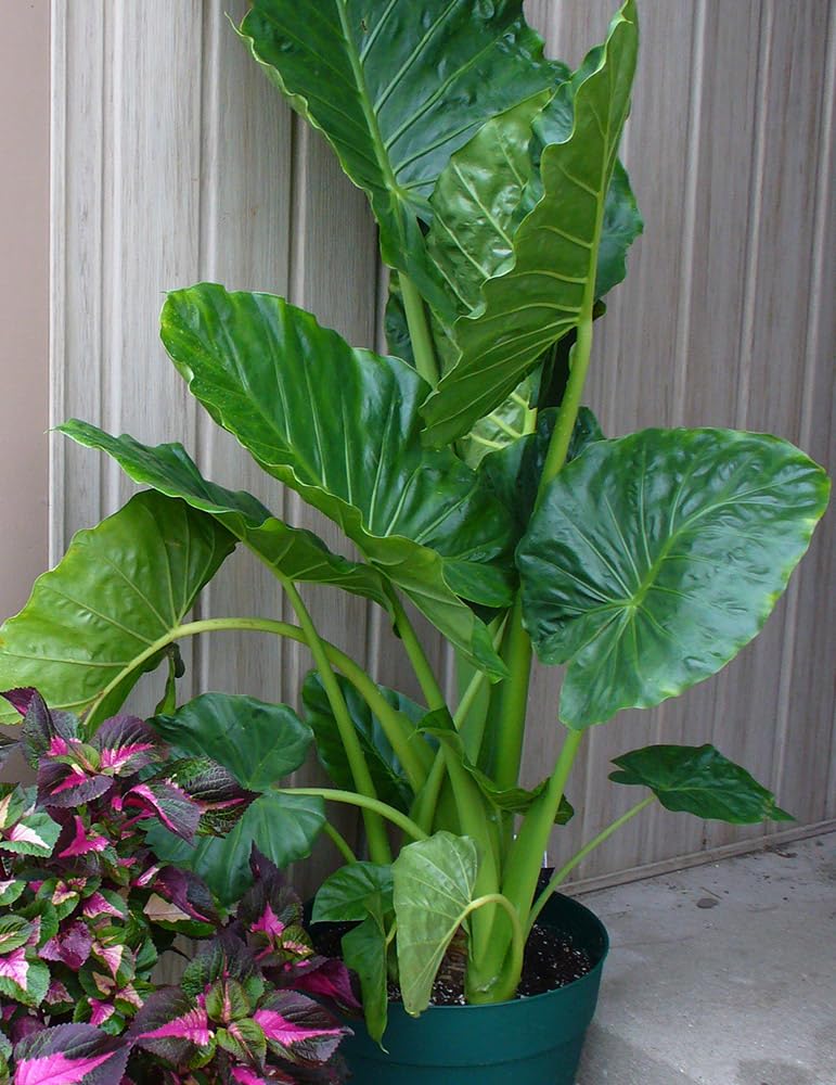 Elephant ear plant live,live plant for elephant ear (Pack of 3) (B0CR7GHRH9) Amazon Price History, Amazon Price Tracker