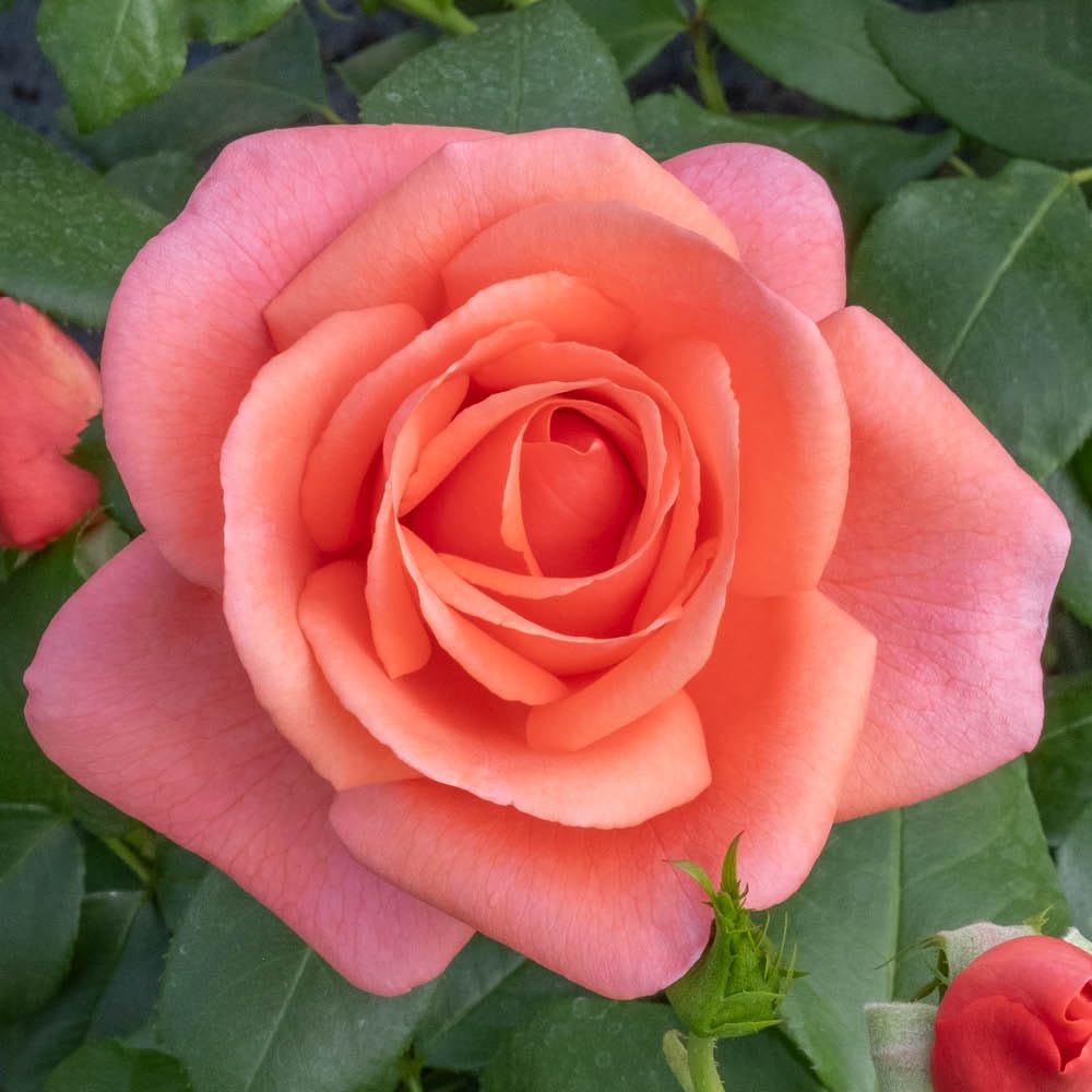 Harkness Roses Rose 'Catherine's Rose' In A 3L Pot