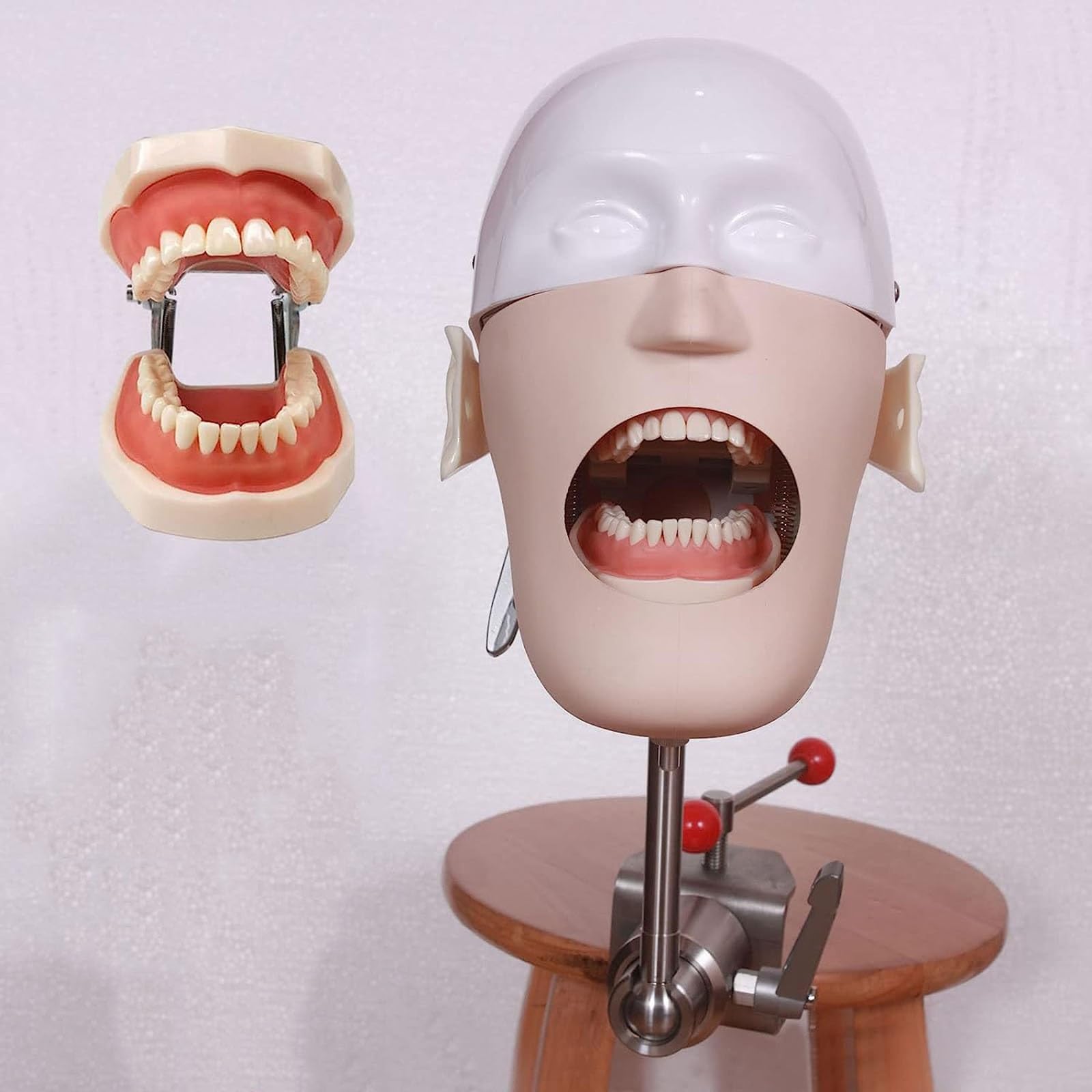 Dental Phantom Head Model, Dental Training Simulator with Teeth Model Bench Mount, for Dentists & Dental Assistants and Hygienists Phantom Head Training