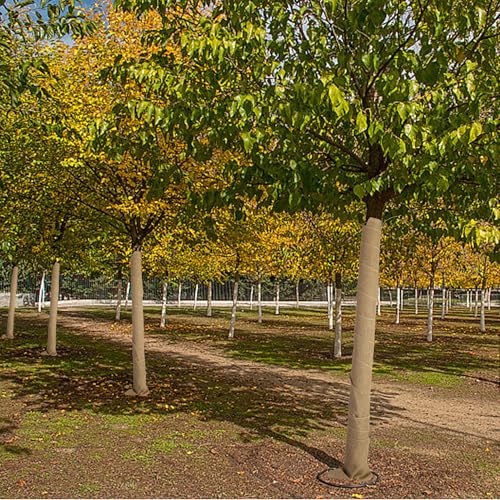 image for DECOHS 2 Rolls Natural Burlap Tree Wrap Rolls- 10in x 10ft Burlap Fabr