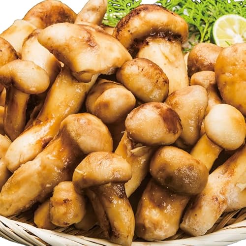 500g��8~14�{�O�� 1kg��16~28�{�O�� �V�R����(�傫���s����) �܂��� �}�c�^�P ���� �V�R���� ������������ ���̂� �L�m�R �� �H�̖��o �����H�� �M�t�g ���蕨 �Ⓚ���� ���z���� �y�r���� �����񂹃O���� ���������}�[�P�b�g (1