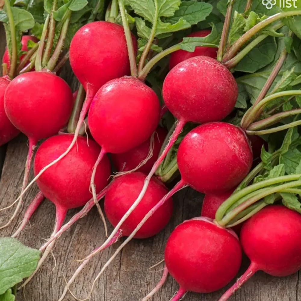 Radish Saxa 2 Organic Seeds β Organically Grown Seed, Crisp Roots, Full of Flavour β for Your Beautiful Kitchen Garden