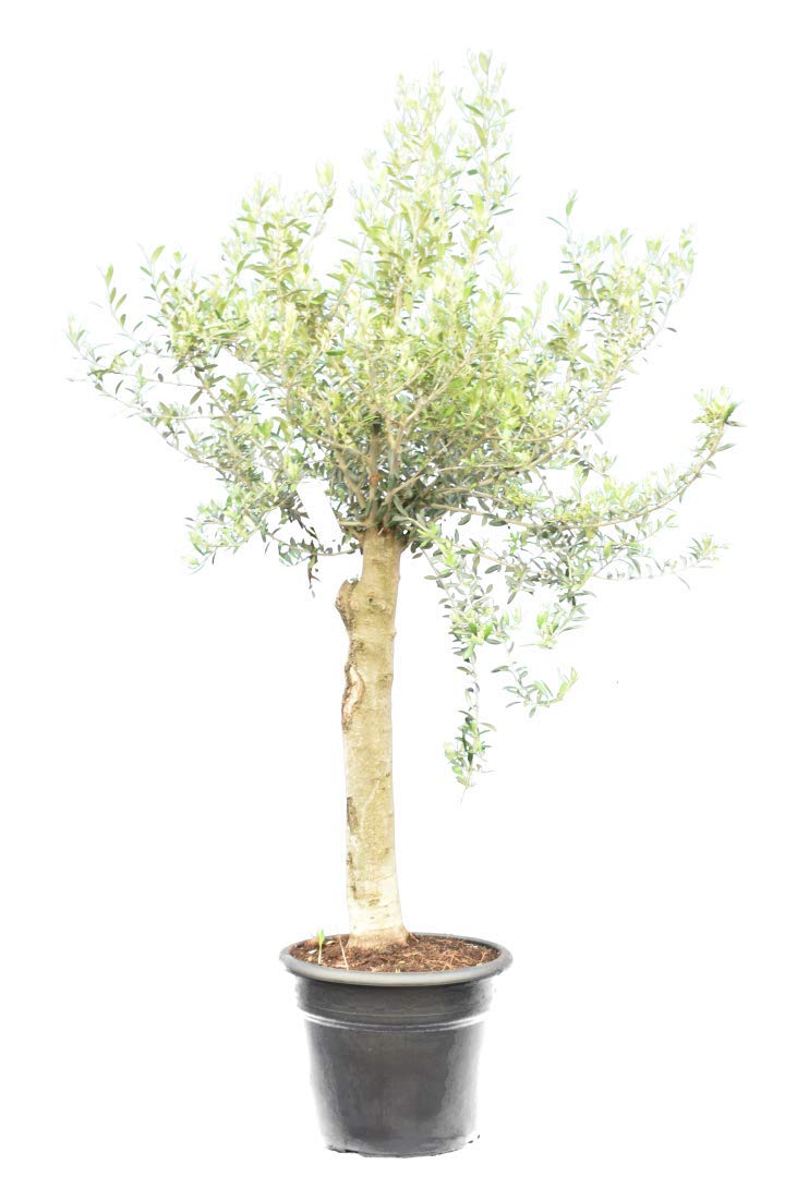 substral thuja Thuja Virginian