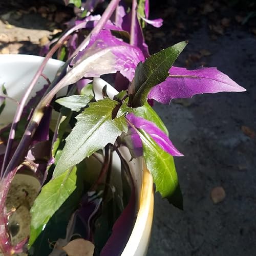 Miniatura 5 de Espinacas Okinawa - 3 plantas de inicio vivas - Gynura Crepioides - Cultiva tus propias verduras y frutas en el jardín o patio