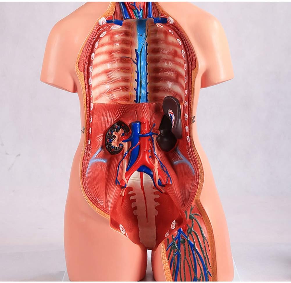 人体臓器模型 バイセクシュアル トルソーモデル (85cm) 40ピース分離