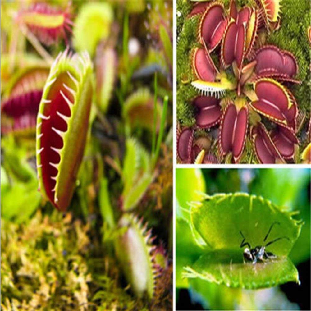 Venus Flytrap Dionaea Muscipula Carnivorous Seeds Flower Seeds New Pack of 111 seeds (B084V43489) Amazon Price History, Amazon Price Tracker