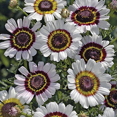 M-Tech Gardens Rare Chrysanthemum" Cockade" Flower Seeds for Growing (50 Seeds Pack)- CHR101-picture-31