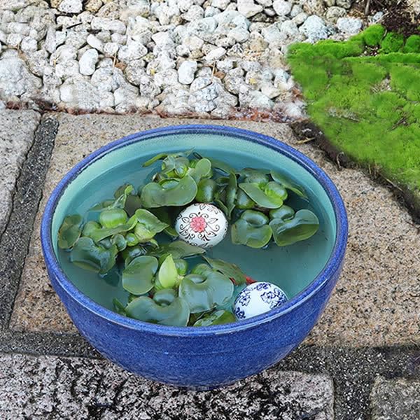 信楽焼 睡蓮鉢 メダカ鉢 おしゃれ めだか鉢 陶器 水鉢 ビオト