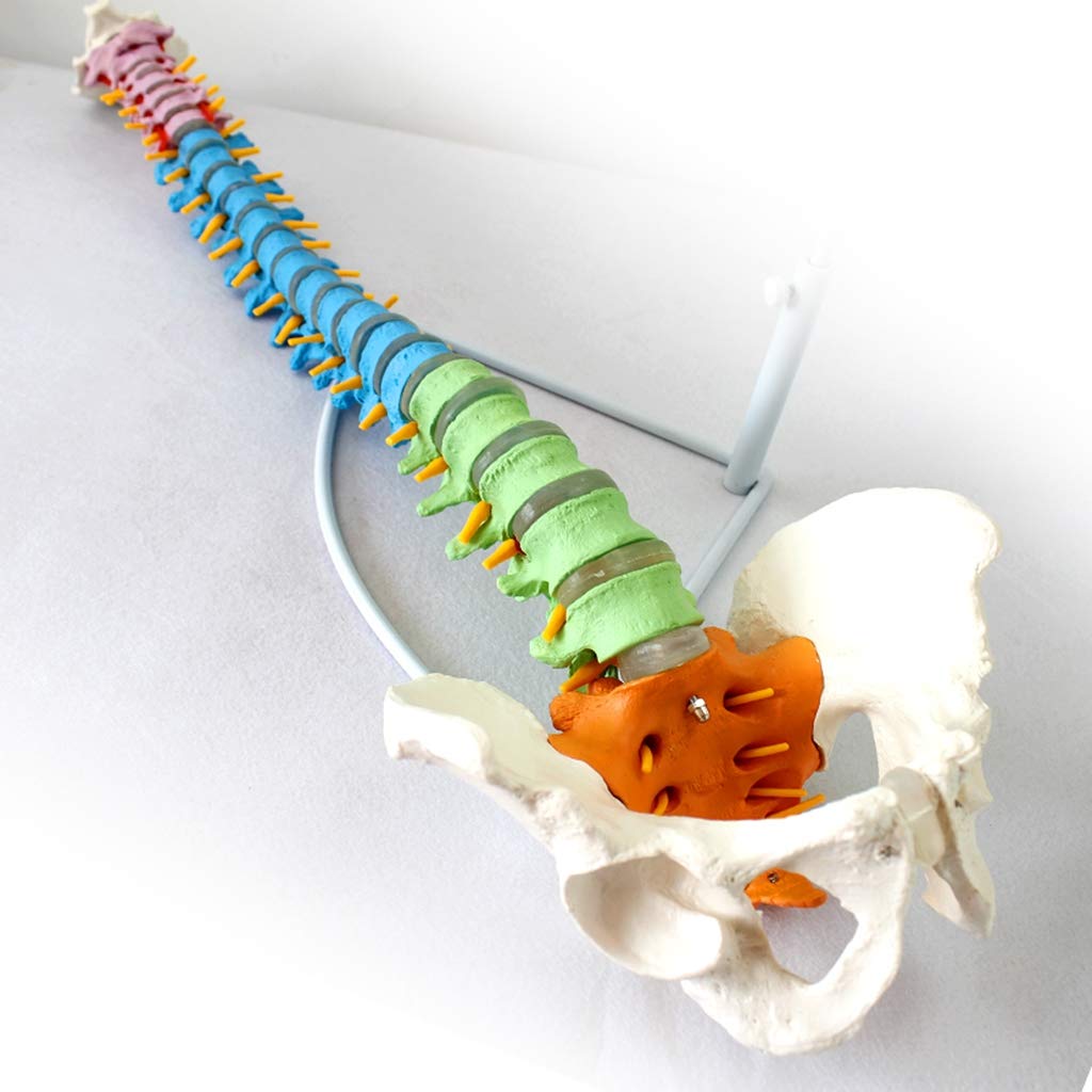 Modelo De Columna Flexible - Modelo Médico Clásico De Columna Vertebral - Modelos Científicos De Anatomía Humana - para Estudio Enseñanza Modelo Médico, Equipo De Laboratorio