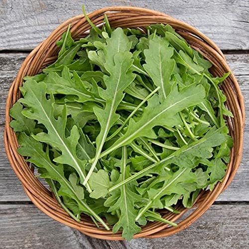 Miniatura 2 de Semillas orgánicas de ARUGULA (APPR. 1,100) Surrey Arugula - Semillas vegetales tradicionales - Certificado orgánico, sin OMG, no híbrido -Estados