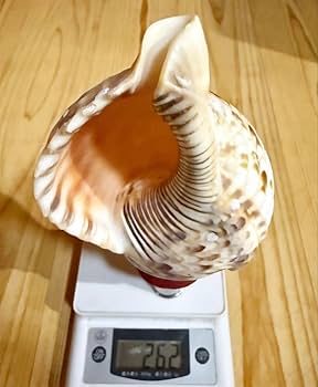 Amazon.co.jp: ミニ法螺貝 ほら貝 ホラガイ : 食品・飲料・お酒