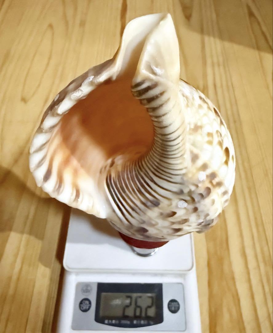 法螺貝　ホラガイ　ほら貝　ミニ　24㎝‼️ 美品 法螺貝 ホラガイ ほら貝 ミニ 24㎝‼️ 美品