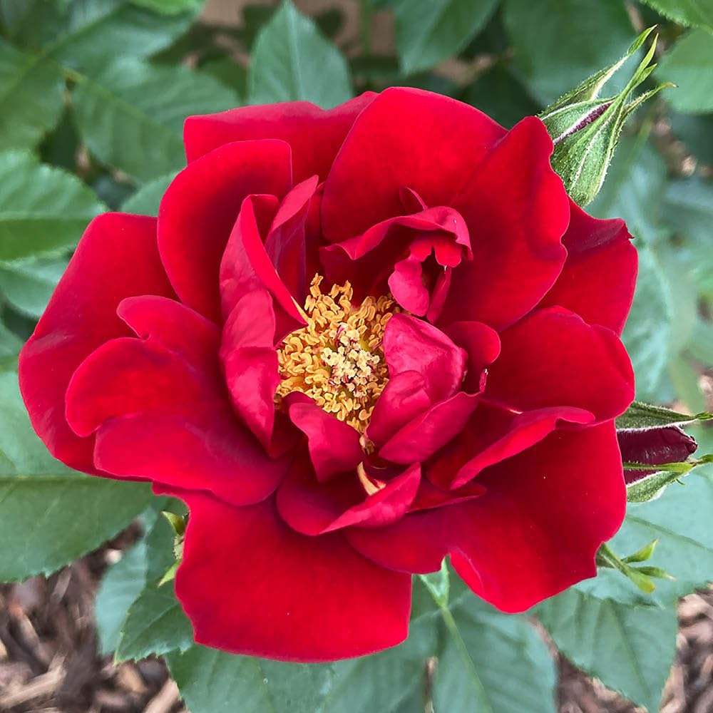 YouGarden Harkness Rose 'Special Dad' ®, Potted in a 4 Litre Pot, Ready To Be Planted Out