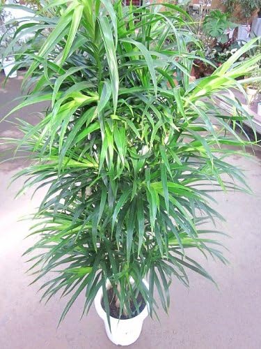 Amazon Co Jp ドラセナ リフレクサ 8号 観葉植物 ホーム キッチン