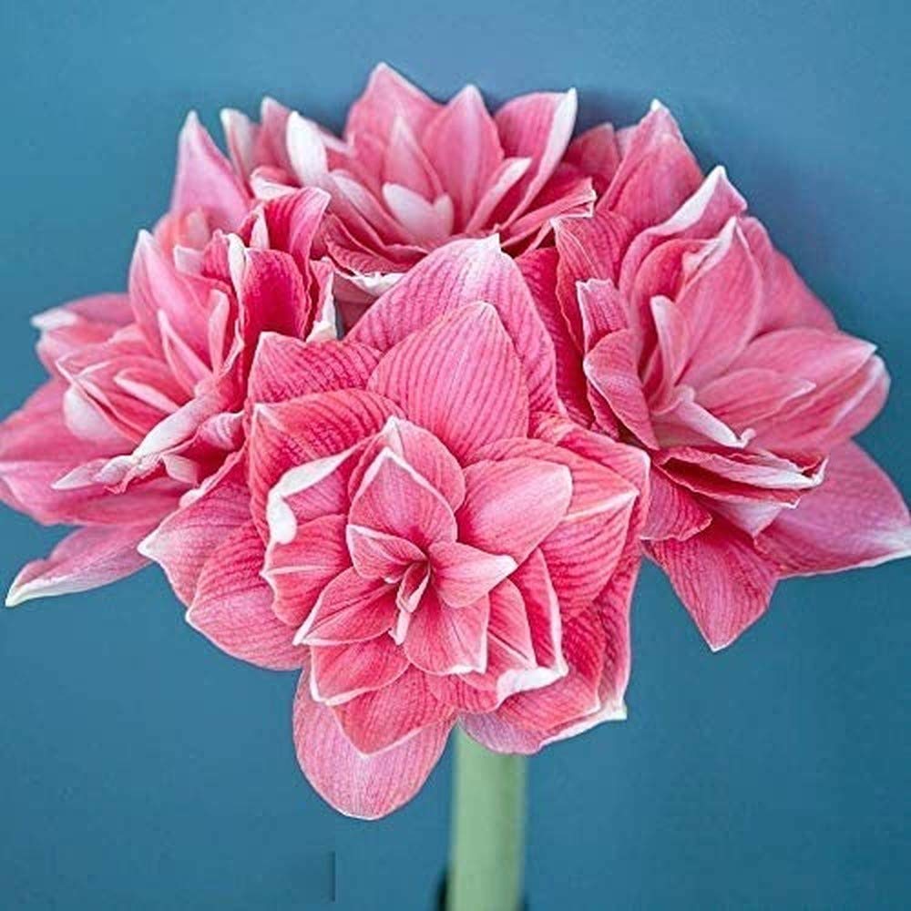 2pcs Bulbs, Amaryllis Bulbs, Hippeastrum, Barbados Lily, Amaryllis Flower Rare Home Flowers Bonsai