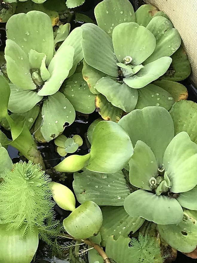 6 Water Lettuce + 6 Water Hyacinth Bundle - Floating Live Pond Plants with 6 Free Strands of Ludwigia