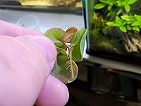 Review Image by Kalli VanNoord Kalli VanNoord