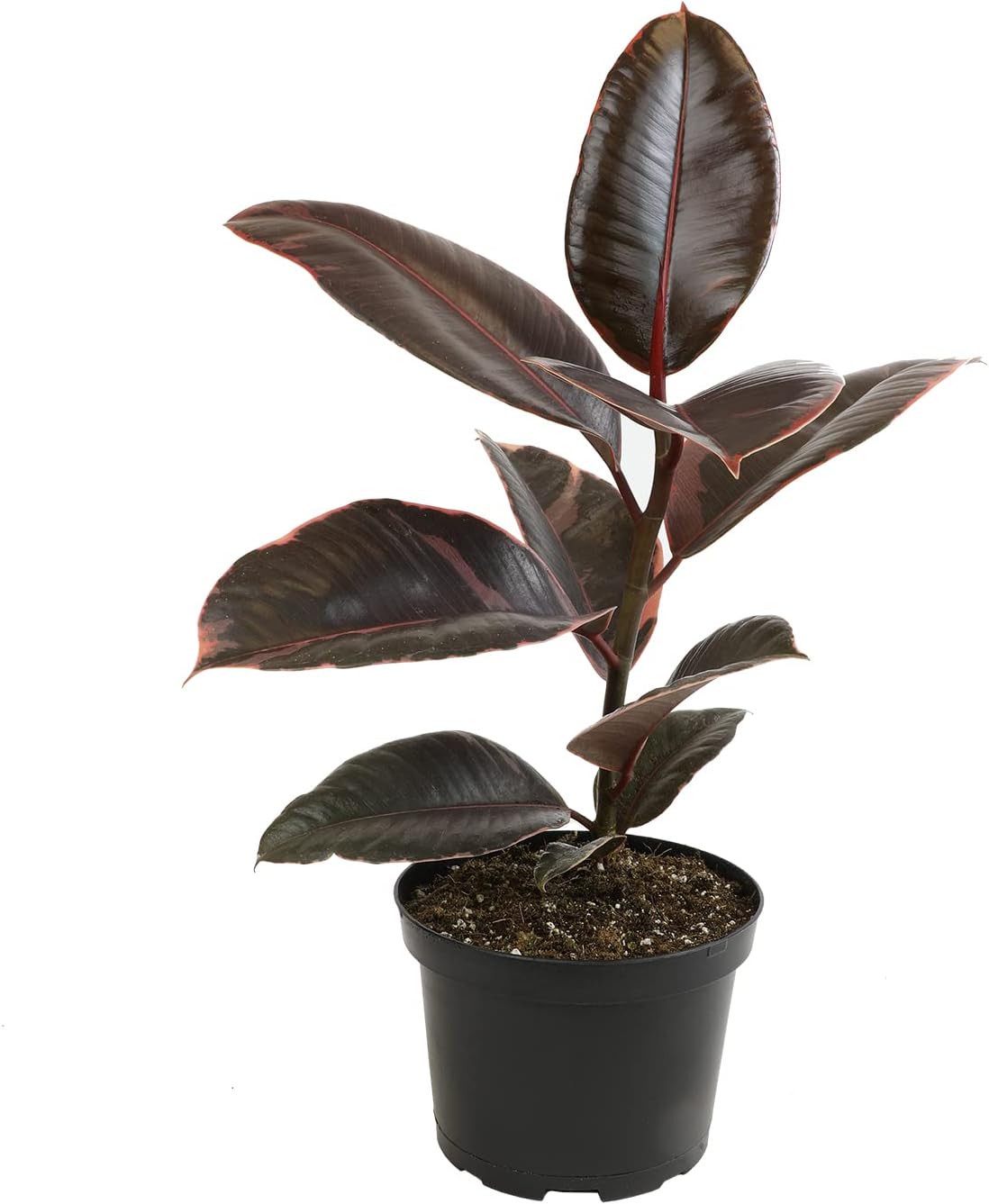 6" Ficus Ruby, Variegated Rubber Plant, Real House Plants