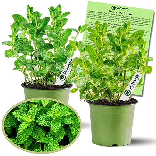 Clovers Garden Peppermint Mint Herb Plants - Two (2) Live Plants Non-GMO - Not Seeds - Each 4 to 8 Tall in 4 Inch Pots Vigorous Grower Great for Indoor Herb Gardens