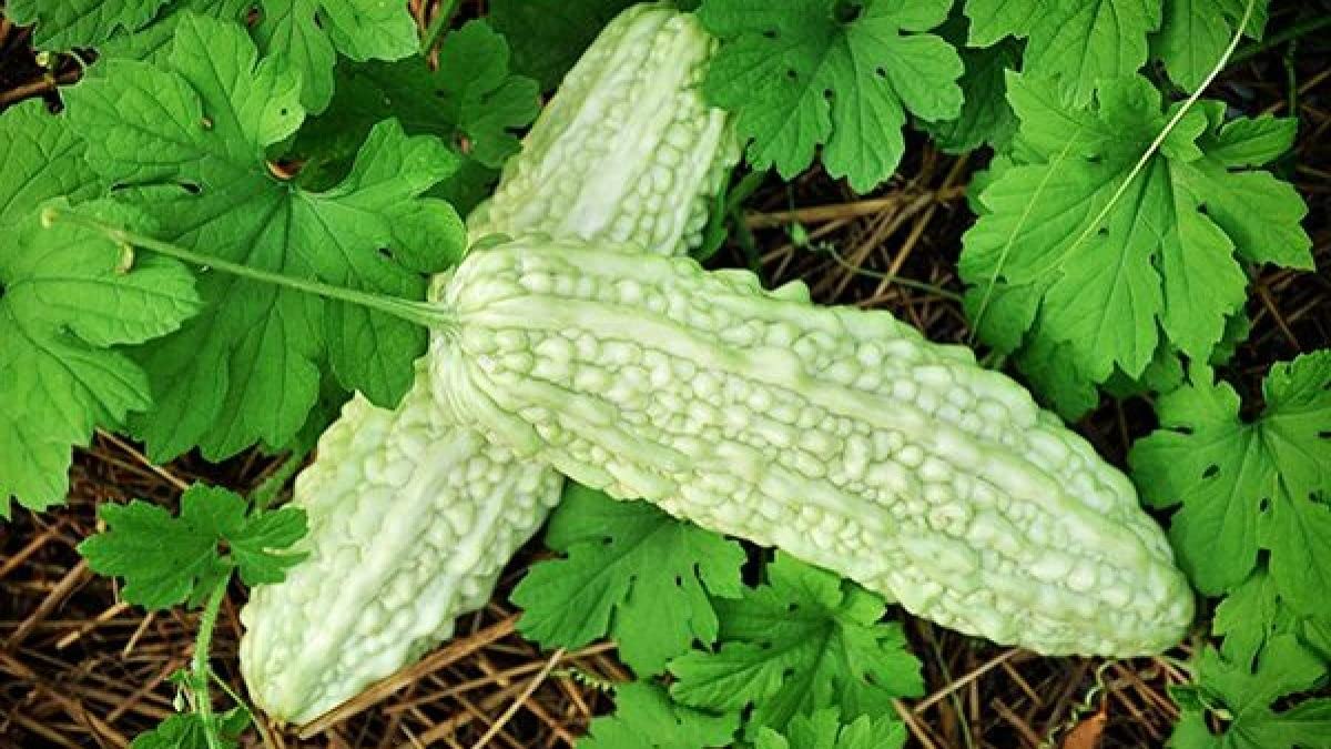 M-Tech Gardens Rare Hybrid Bittergourd " White Long " Exotic 10 Vegetable Seeds for Growing (B0BQCJNRHY) Amazon Price History, Amazon Price Tracker