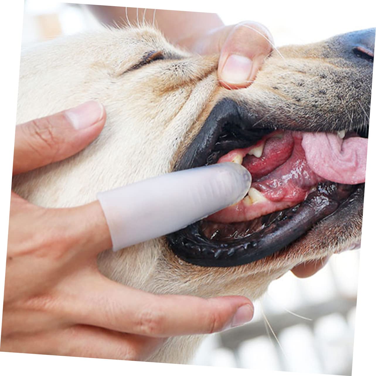 BESPORTBLE 3pezzi Spazzolino Per Denti Silicone Per Strumento Pulizia Sicuro Orale Domestici Per e Gattini