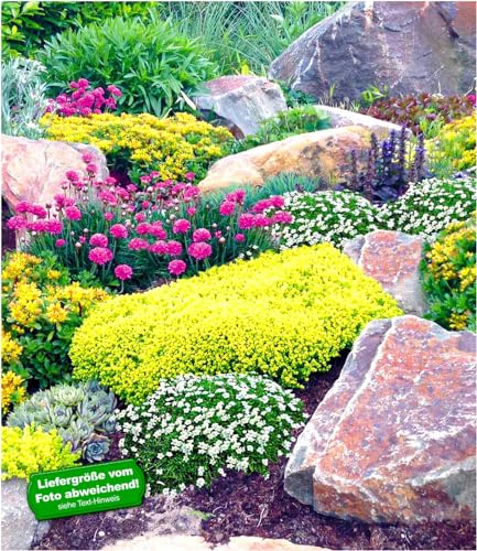BALDUR Garten Steingarten-Mix Happy Flowers, 4 Pflanzen Grasnelke pink,...