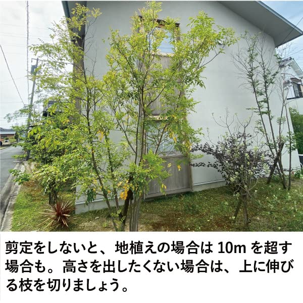 Amazon.co.jp: シマトネリコ 樹高1m 苗 本物 シンボルツリー 観葉植物
