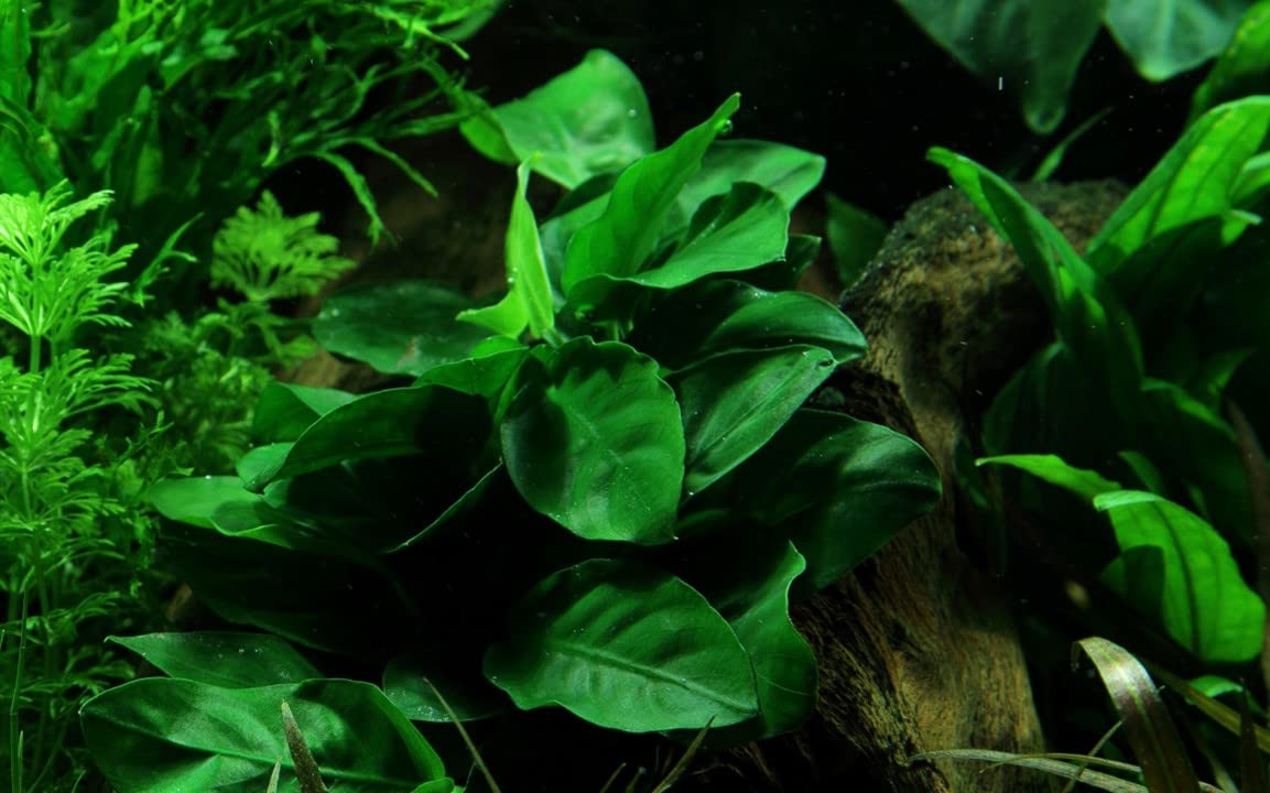 Maalavya Live Aquarium Aquatic Plant Anubias Barteri Var Nana Tropica Live Plant With Pot (B0C3HRXMTY) Amazon Price History, Amazon Price Tracker