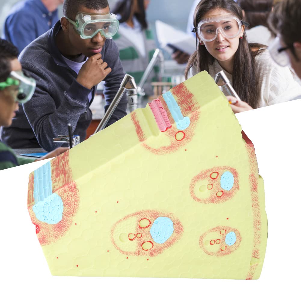Generic Monokotyledonen-Biologie-Stammmodell, Pädagogisches Lehrmodell für die Sekundarschule, PVC-Material, Pflanzenstrukturmodell