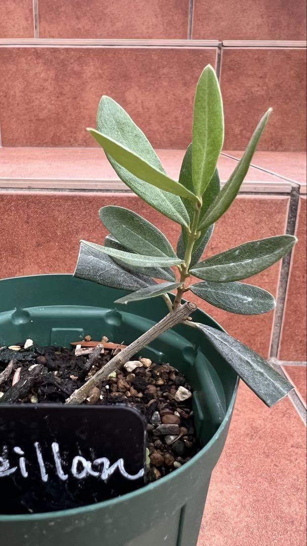 Amazon.co.jp: 超希少 オリーブ ブテイヤン 4号ロングスリット苗 : DIY