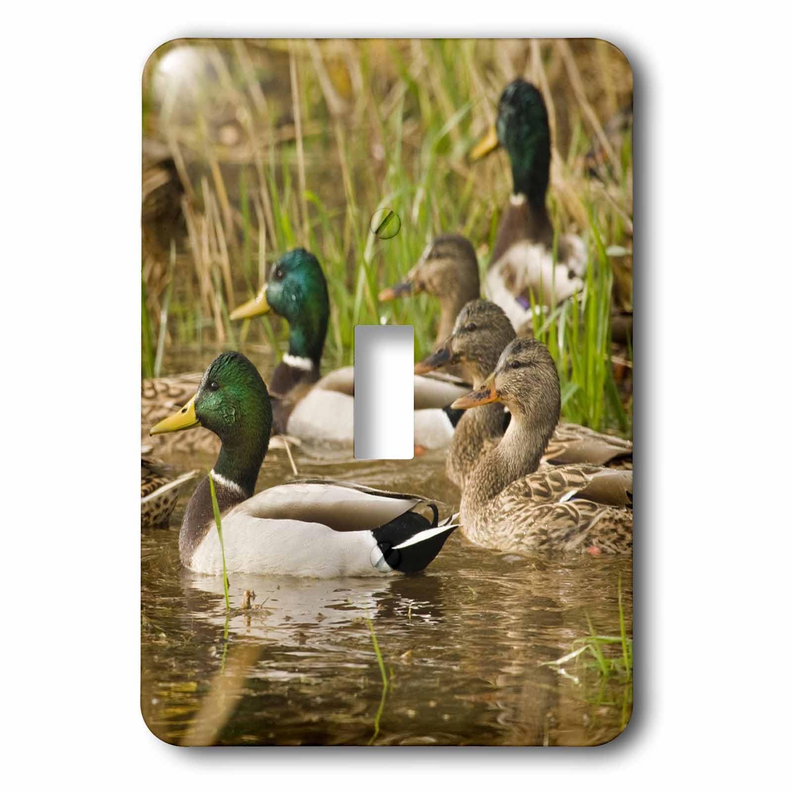 Interrupteur à bascule simple 3dRose LSP_93916_1 canard colvert multicolore