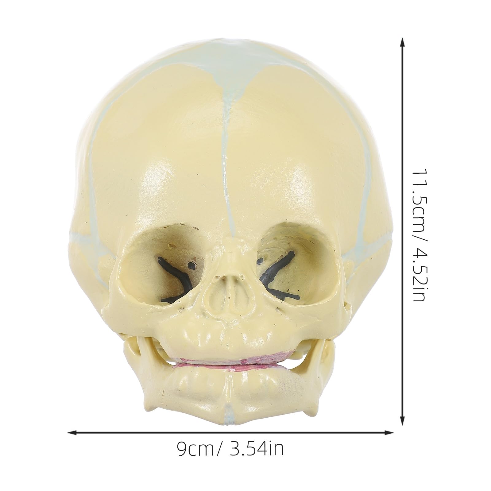 Mikikit Lebensgroßes Anatomisches Schädelmodell aus PVC Beigefarben für Schülerunterricht und Darstellung im Zuhause 30 Wochen Fötus