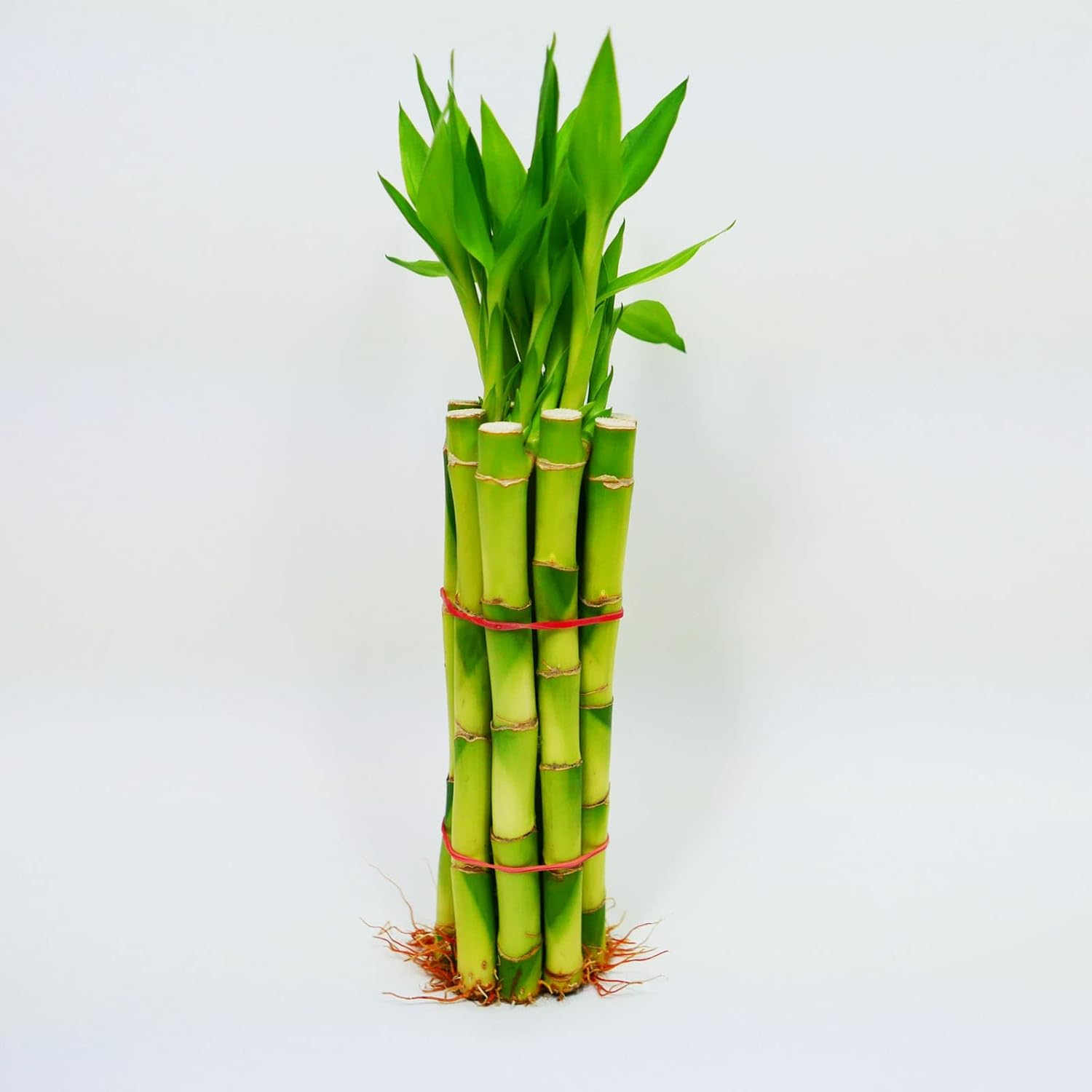 Bamboo Stalks with Shoots, 10"