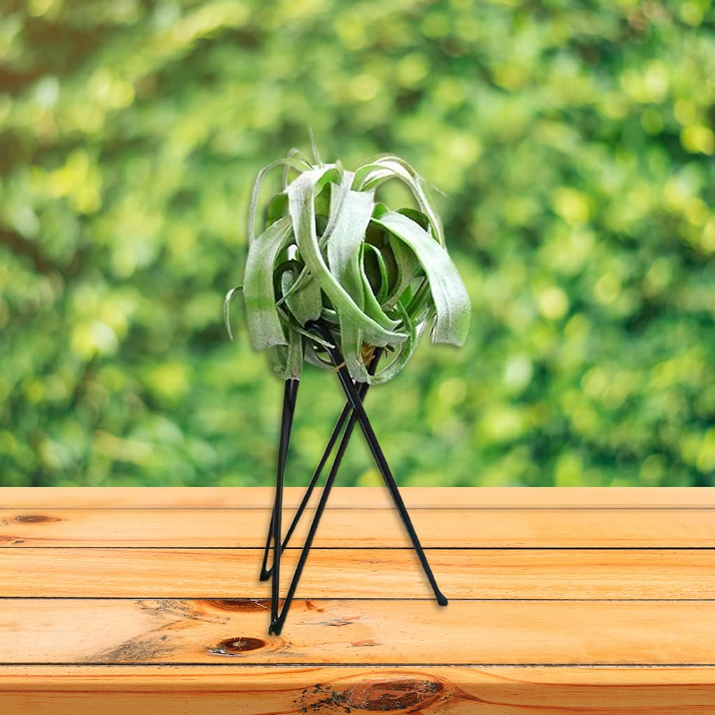 Soportes Para Plantas De Aire - Pack De 3 Piezas De Metal Negro, Medidas 20x8x8 Cm, Estables, Para Decoración De Interior Y Exterior