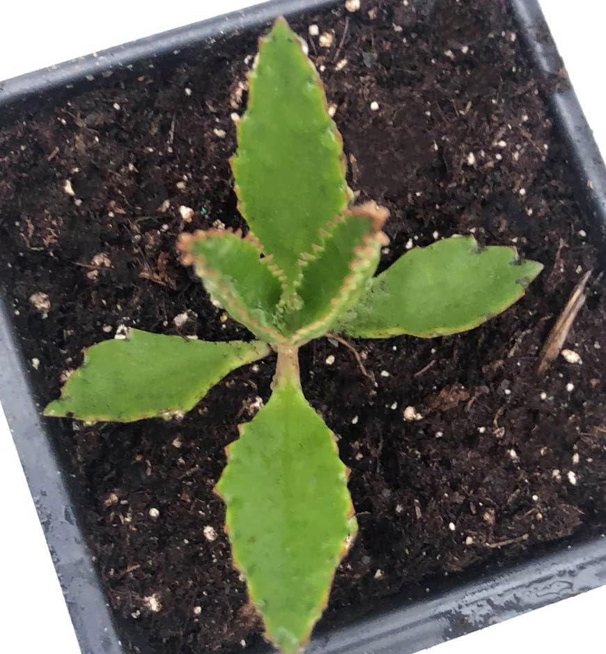 Miniatura 4 de Smoke Camp Crafts Planta orgánica para madre de miles (Kalanchoe daigremontiana) maceta de 2.5 pulgadas, planta suculenta orgánica fácil de cultivar