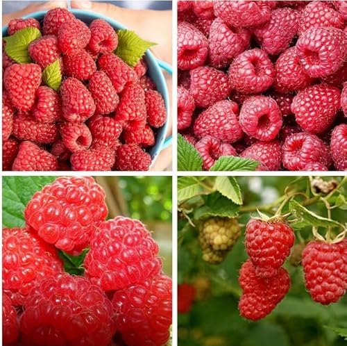 Be-Creative Giant Red Raspberry Seeds, Finest Raspberry Seeds Garden Fruit Plant - Juicy and Delicious Raspberry Seeds (10)